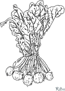 beet Coloring Pages To Print